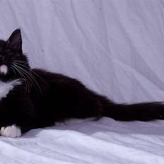 Norsk Skovkat Samson