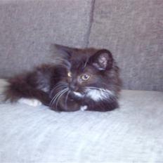 Norsk Skovkat Samson