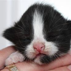 Blanding af racer Tobi R.I.P