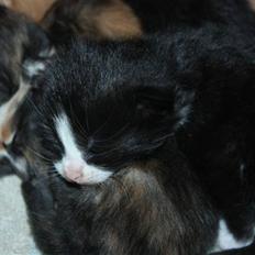 Blanding af racer Tobi R.I.P