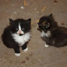 Blanding af racer Tobi R.I.P