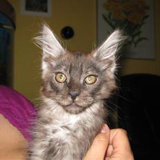 Maine Coon Brave Heart ( Pumba )