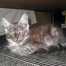 Maine Coon Brave Heart ( Pumba )