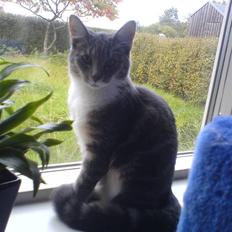 Blanding af racer Magena R.I.P.