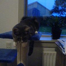 Blanding af racer Magena R.I.P.