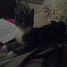 Blanding af racer Magena R.I.P.