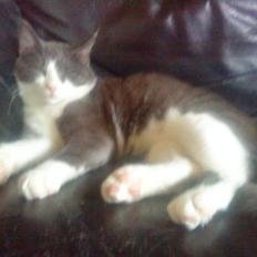 Huskat Simba (Udekat pr.27/4-10