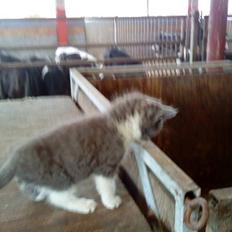 Huskat Simba (Udekat pr.27/4-10