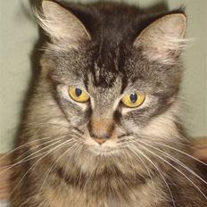 Maine Coon Mulle  * DØD!..*