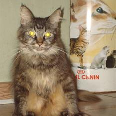 Maine Coon Mulle  * DØD!..*
