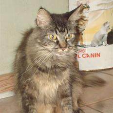 Maine Coon Mulle  * DØD!..*