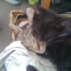 Blanding af racer Buline (buller)  ;)