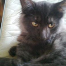 Norsk Skovkat lady"solgt"