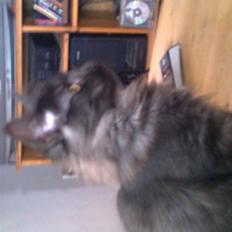 Norsk Skovkat lady"solgt"