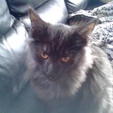 Norsk Skovkat lady"solgt"