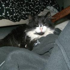 Blanding af racer Pjuske