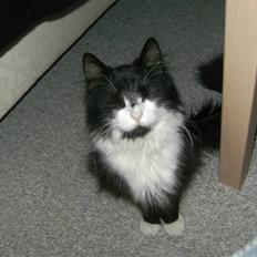 Blanding af racer Pjuske