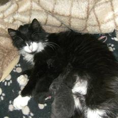 Blanding af racer Pjuske