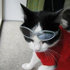 Huskat Nuser* Solgt* D;