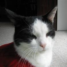 Huskat Nuser* Solgt* D;