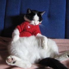 Huskat Nuser* Solgt* D;