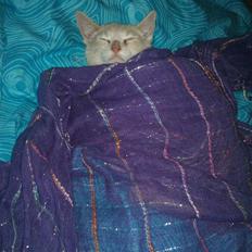 Blanding af racer Choko " Mulle" <3