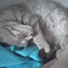 Blanding af racer Missi 