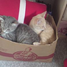 Blanding af racer Missi 