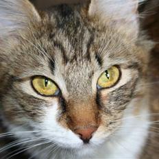 Blanding af racer Menja