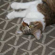 Blanding af racer Menja