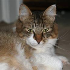 Blanding af racer Menja