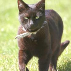 Blanding af racer Sorte mis