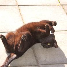 Blanding af racer Sorte mis