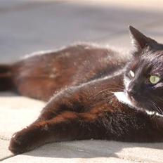 Blanding af racer Sorte mis