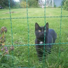 Huskat Black Jack <3 R.I.P.