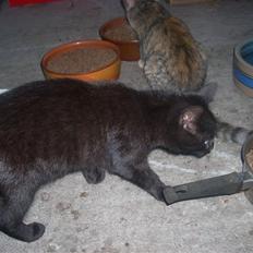 Huskat Black Jack <3 R.I.P.