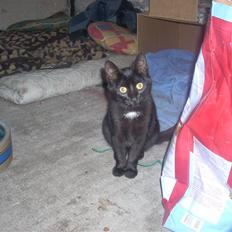 Huskat Black Jack <3 R.I.P.