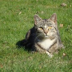 Huskat Madea *død*†