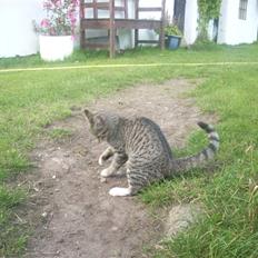 Huskat Madea *død*†