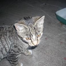 Huskat Madea *død*†