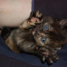 Blanding af racer Mini Bølle