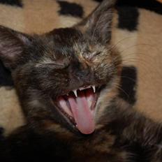 Blanding af racer Mini Bølle