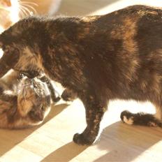 Blanding af racer Mini Bølle