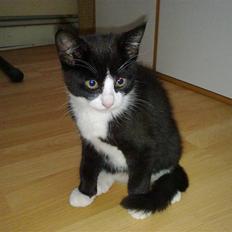 Blanding af racer Charmie