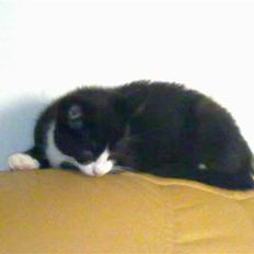 Blanding af racer Charmie