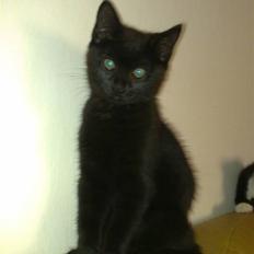 Blanding af racer Bandit