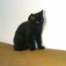 Blanding af racer Bandit