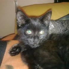 Blanding af racer Bandit