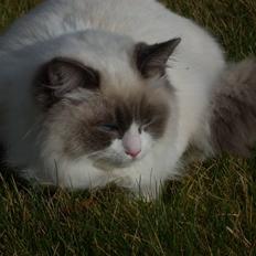 Ragdoll Big-Bang Nightsky Holly