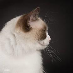 Ragdoll Big-Bang Nightsky Holly